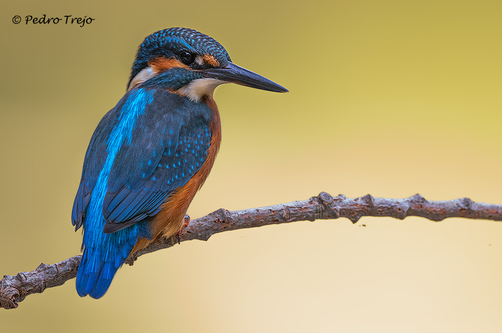 Martín pescador (Alcedo atthis)